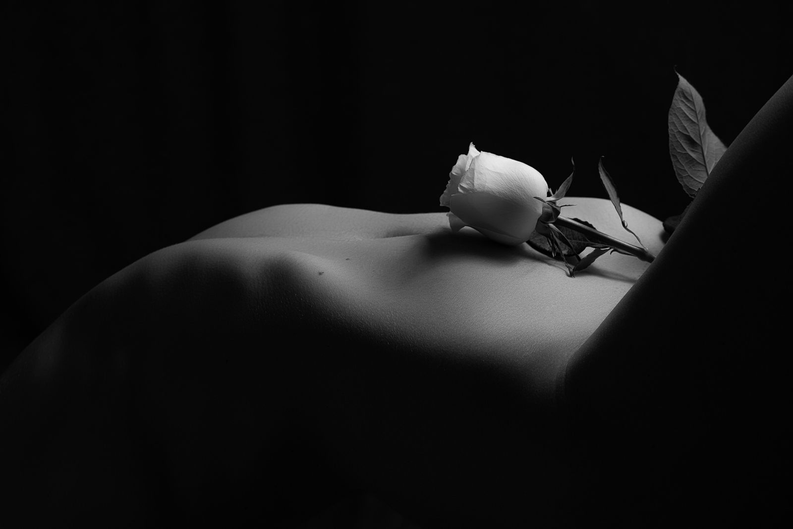 Rosa blanca sobre una curva del cuerpo, en blanco y negro y luz baja.